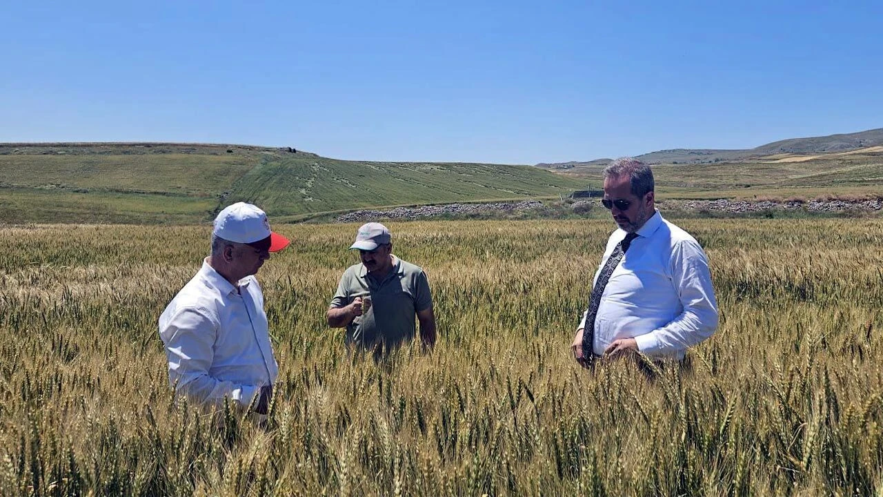 Şabanözü’nde Hasat Mesaisi: Ekipler Sahada Riskleri İnceledi