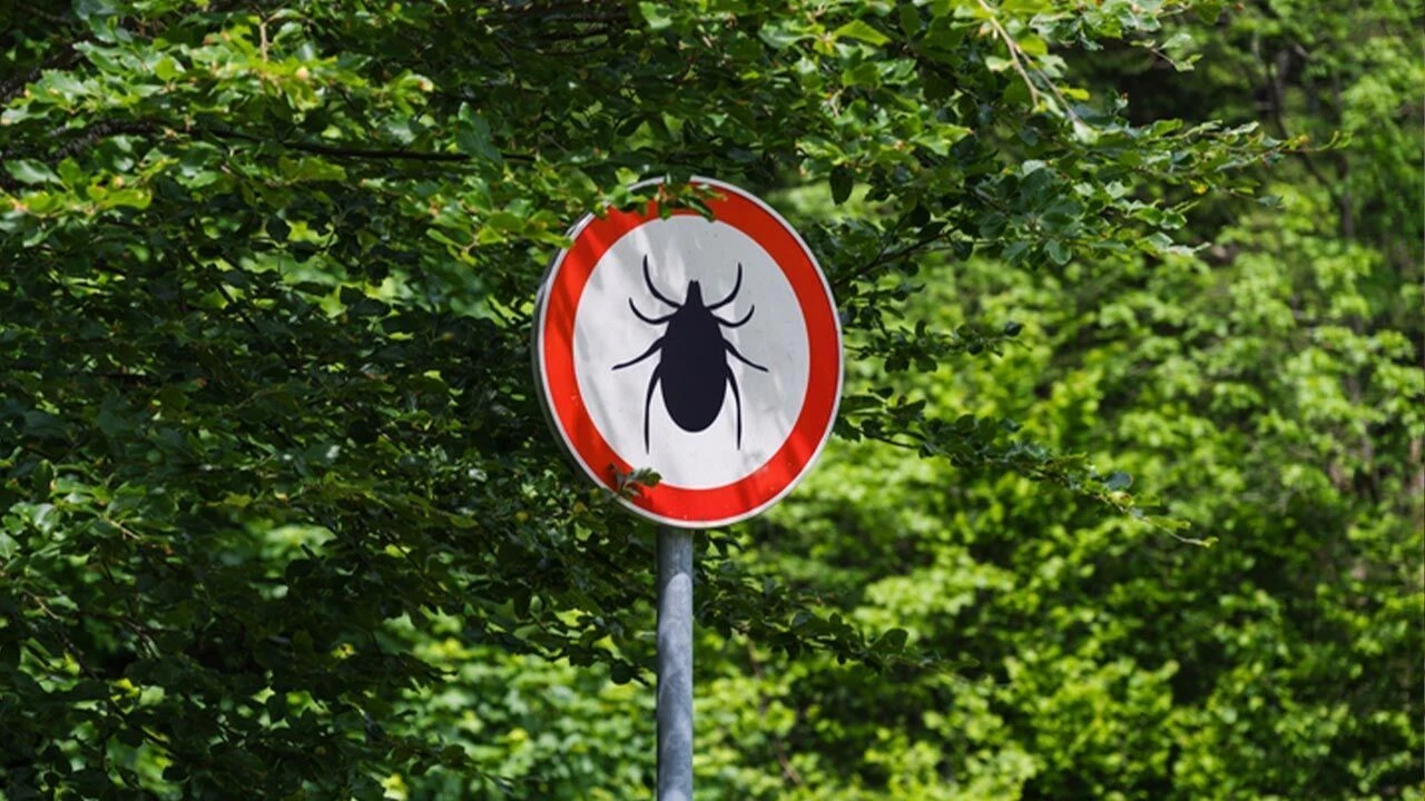 Uzmanlardan Kene Uyarısı: Yanlış Müdahale Hayati Risk Oluşturabilir