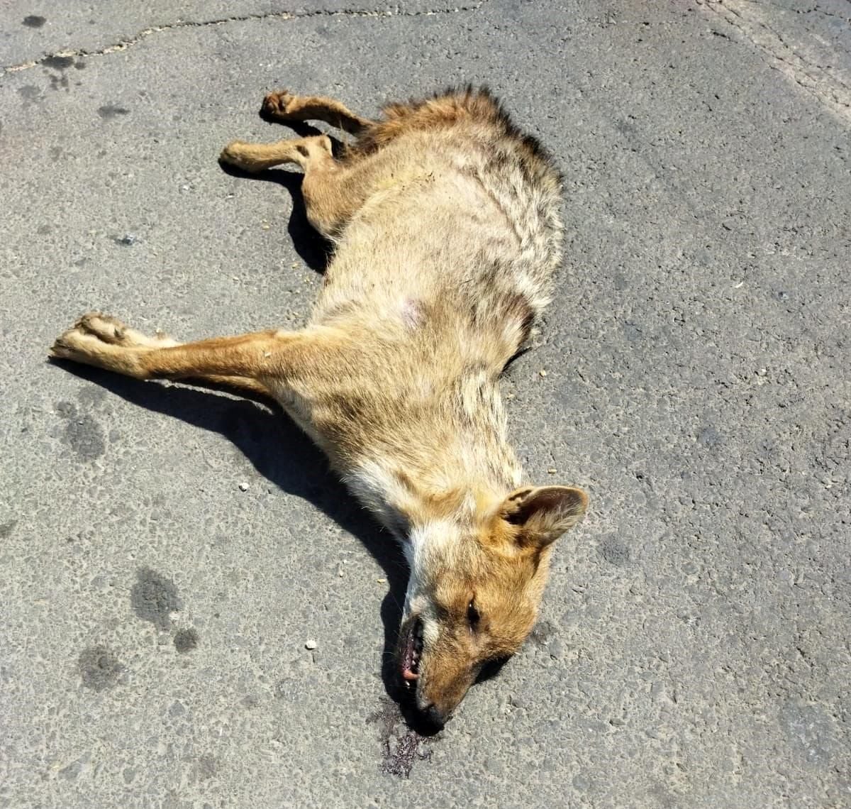 Şanlıurfa Hilvan’da Nesli Tükenme Tehlikesindeki Altın Çakala Araç Çarptı