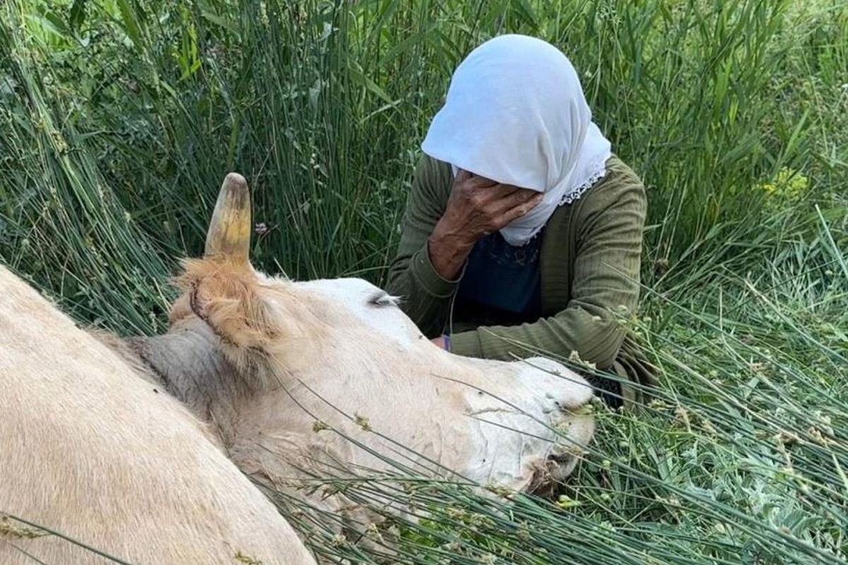 Yüksekova’da İneğini Kaybeden Aile Yıkıldı: “Dünyam Başıma Yıkıldı”