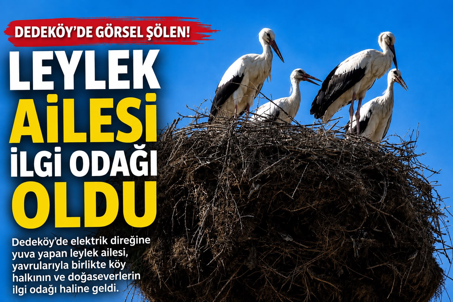 Dedeköy'de Yuva Yapan Leylekler Köyün İlgi Odağı Oldu