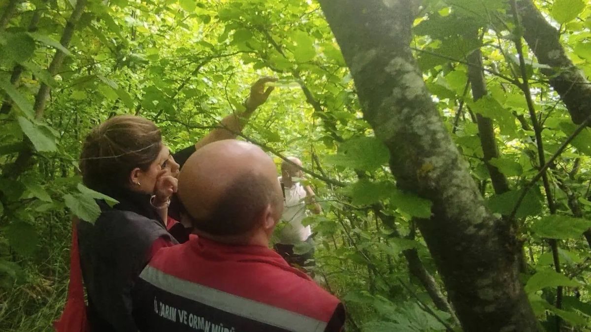 Sinop’ta Kahverengi Kokarcaya Karşı Samuray Arısı Seferberliği