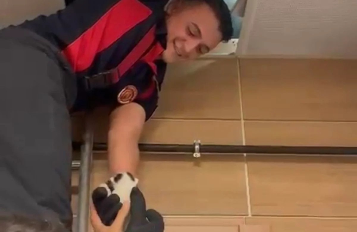 Çankırı'da Asma Tavan Arasında Mahsur Kalan Yavru Kediler Kurtarıldı