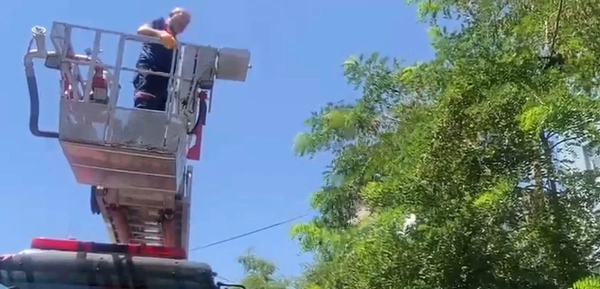 Bitlis'te Ağaca Takılan Karga İtfaiye Ekiplerince Kurtarıldı