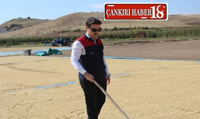 Kızılırmak’ta 2026 Yılı Çeltik Hasadı Başladı