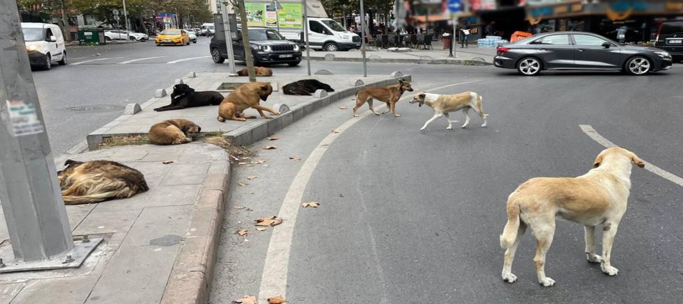 Çankırı’da başıboş köpek dehşeti! Saldırıya uğrayan 6 yaşındaki çocuk ağır yaralandı