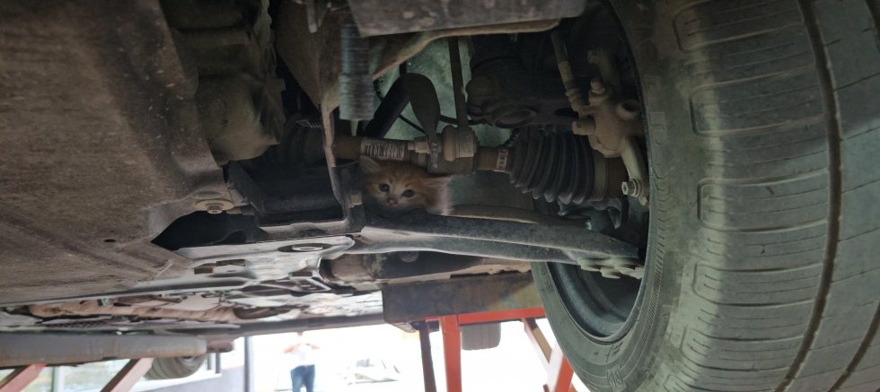Minik Kedi Üç Şehir Dolaştı