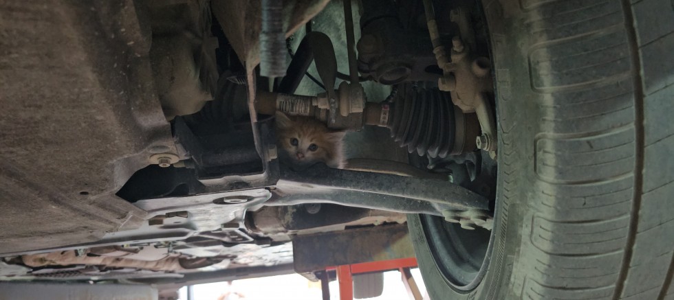 Minik Kedi Üç Şehir Dolaştı