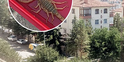 Çankırı'da Akrep Paniği