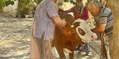 Çankırı’da Şap Hastalığıyla Mücadelede Yeni Dönem: Aşılama Çalışmalarıyla Hayvan Pazarları Yeniden Açıldı