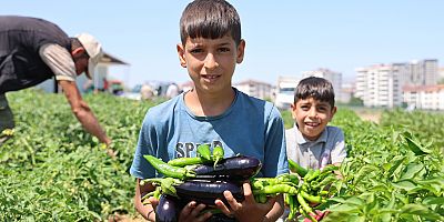 Elazığlı Üreticiden Halkın Cebine Dost Organik Sebze Girişimi: Fiyatlar Yarı Yarıya Düşecek!