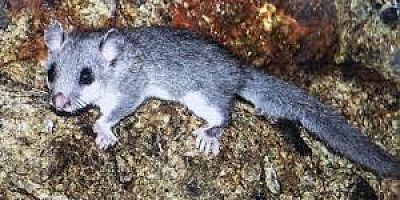 Munzur Dağları'nda Yeni Yediuyur Türü Keşfedildi