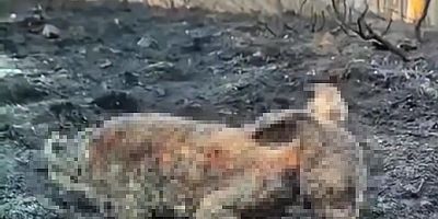 Orman Yangınında Yürek Burkan Görüntü