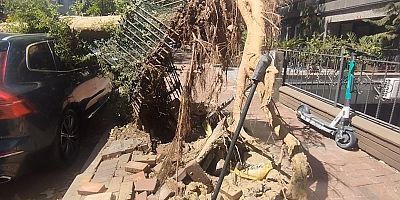 Şişli'de Park Halindeki Araçların Üzerine Ağaç Devrildi